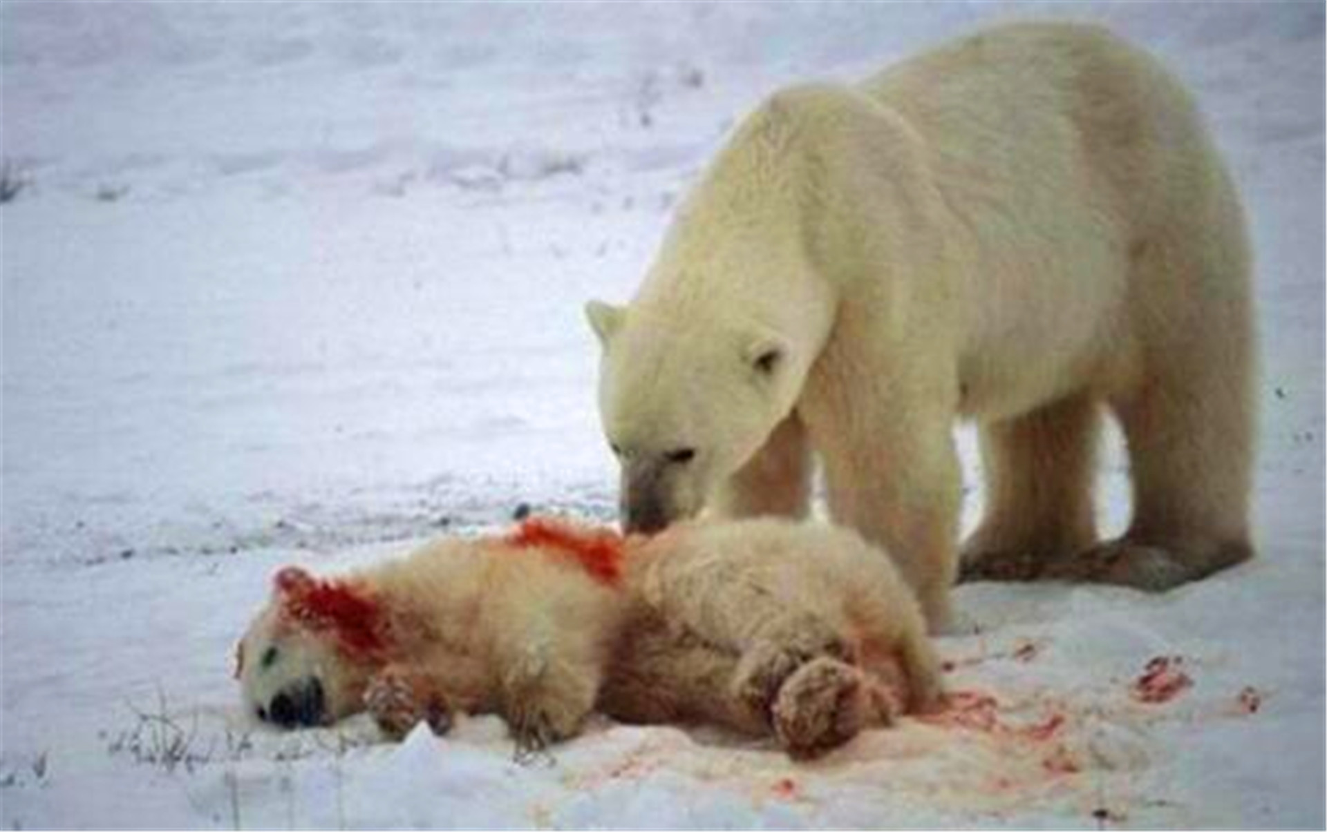 新疆30万只老鼠，突然集体跳崖自杀，专家得出的