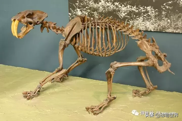 剑齿虎可不是单一的物种,它们是大家族