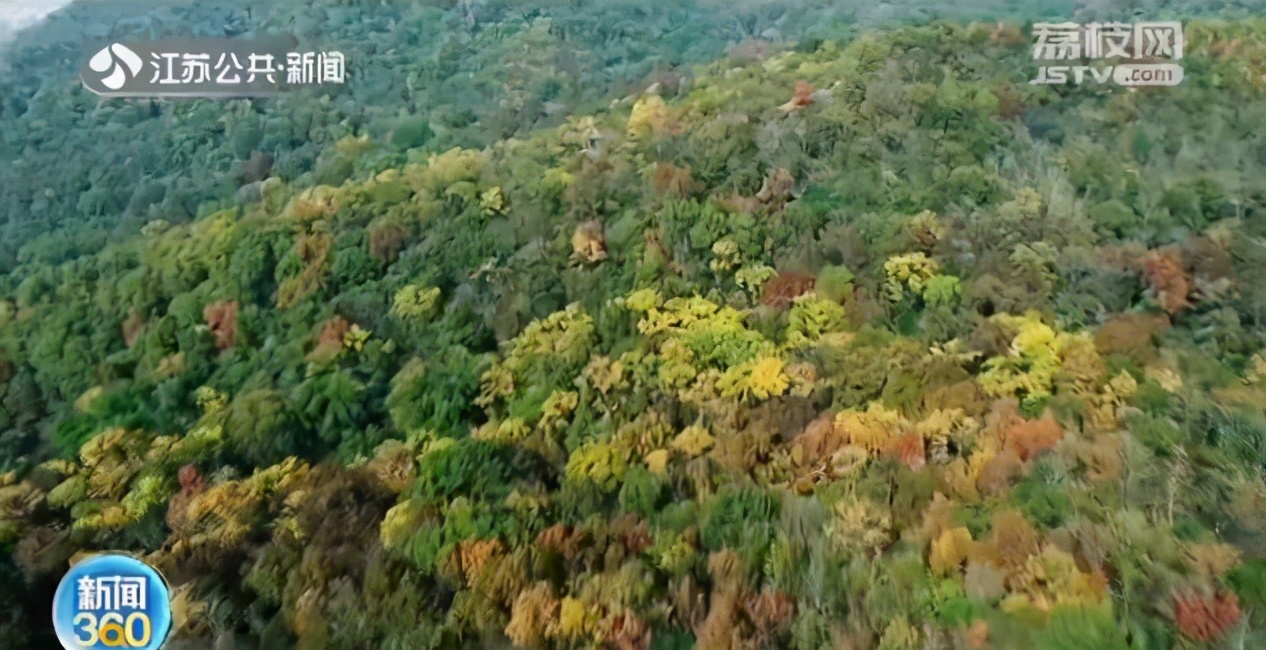 已过立冬时节，天气更像秋天？江苏入冬平均日期推迟5天及以上