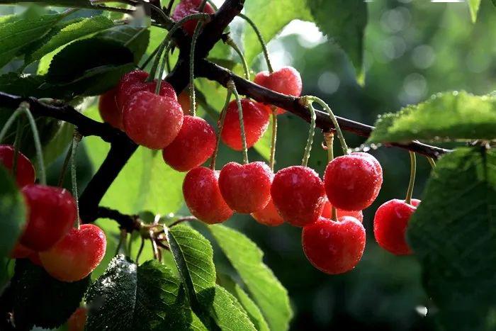 �ڶ����й�•�γ�ӣ����Ӫ������Ļ �γ�ӣ����������