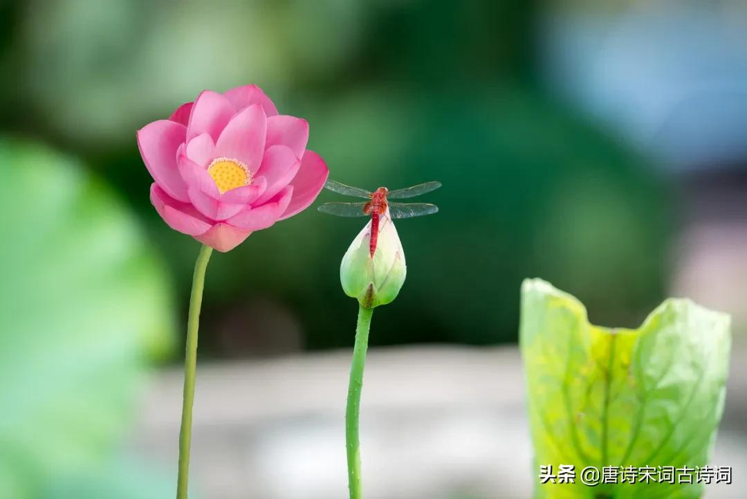 夏天的花儿-第10张图片-诗句网