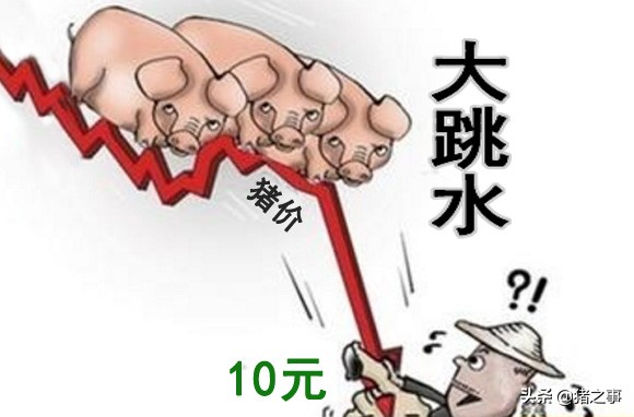 心如刀割，猪价“大跳水”，北方进入11时代，黑