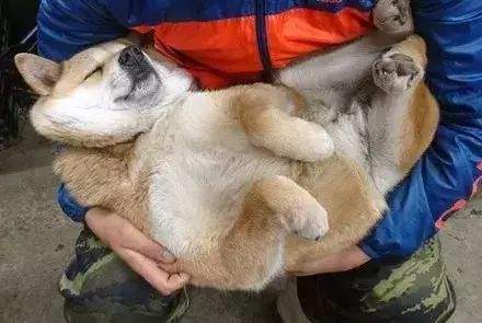 柴犬把你当主人，才会对你有这7个表现，没有的话你就要反思了
