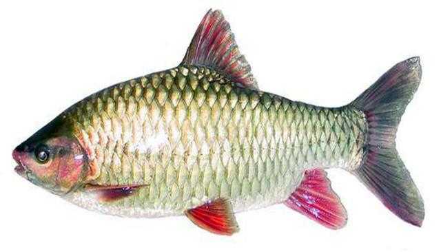 经常有人把它错认为军鱼，详细解析：深水潭中最美鲤科类--青竹鱼