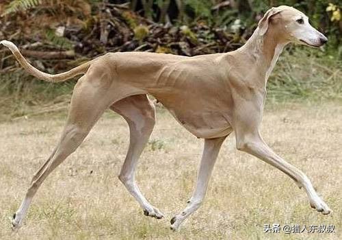 世界十大最名贵狗狗，有你喜欢的吗？