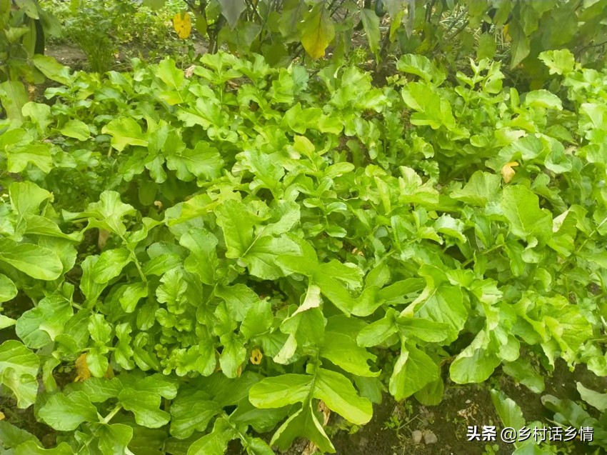 过了白露节，白菜和萝卜这两个要点别忽略，高产奥秘就在这