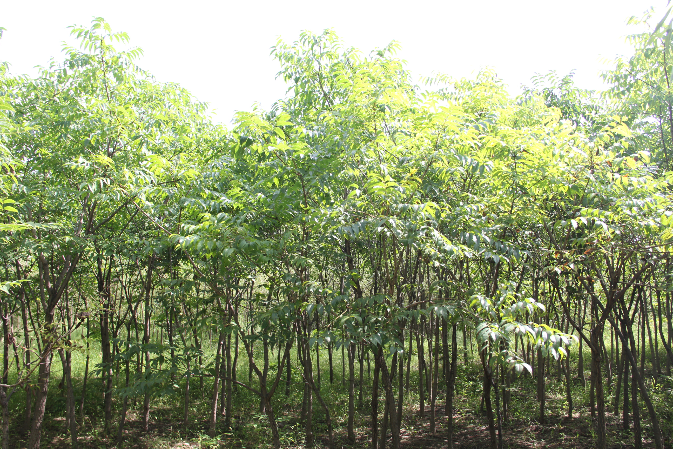 改善人居环境 建设绿色生活—长岭县紫阳农业发展有限公司