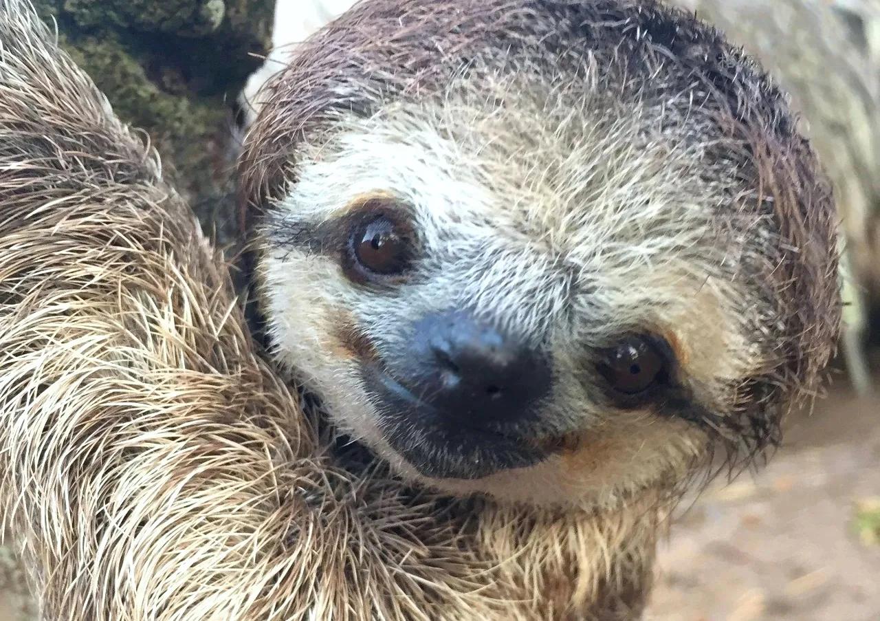 人類的禁區，動植物的天堂，亞馬遜雨林到底有多恐怖？