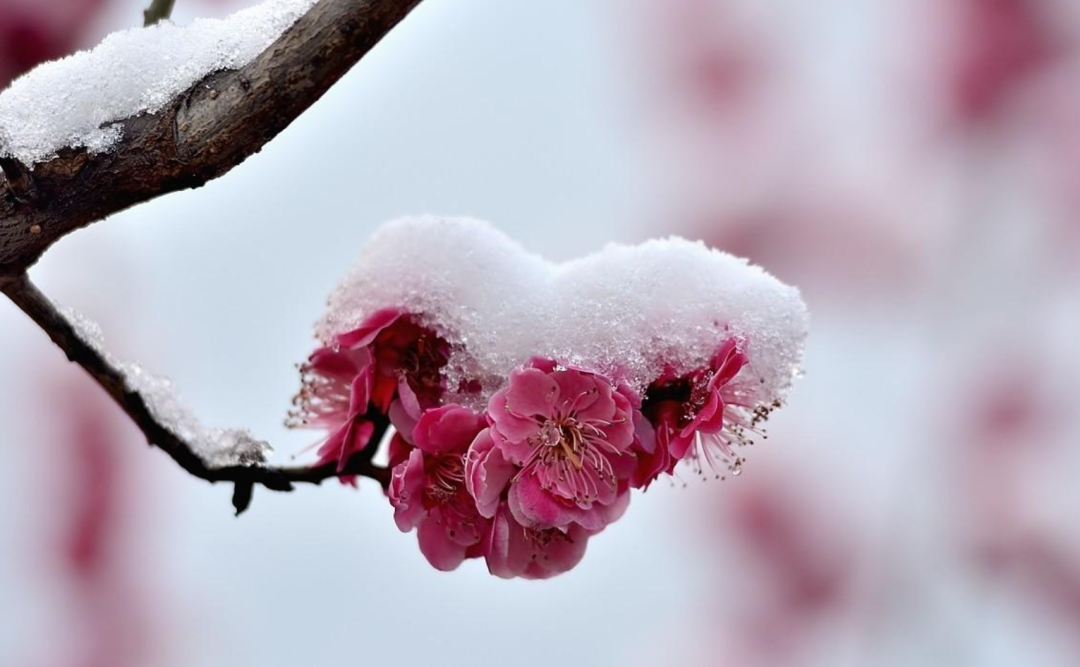 春雪初消好问程，十首春雪的诗词，看银装素裹如画风景-第7张图片-诗句网