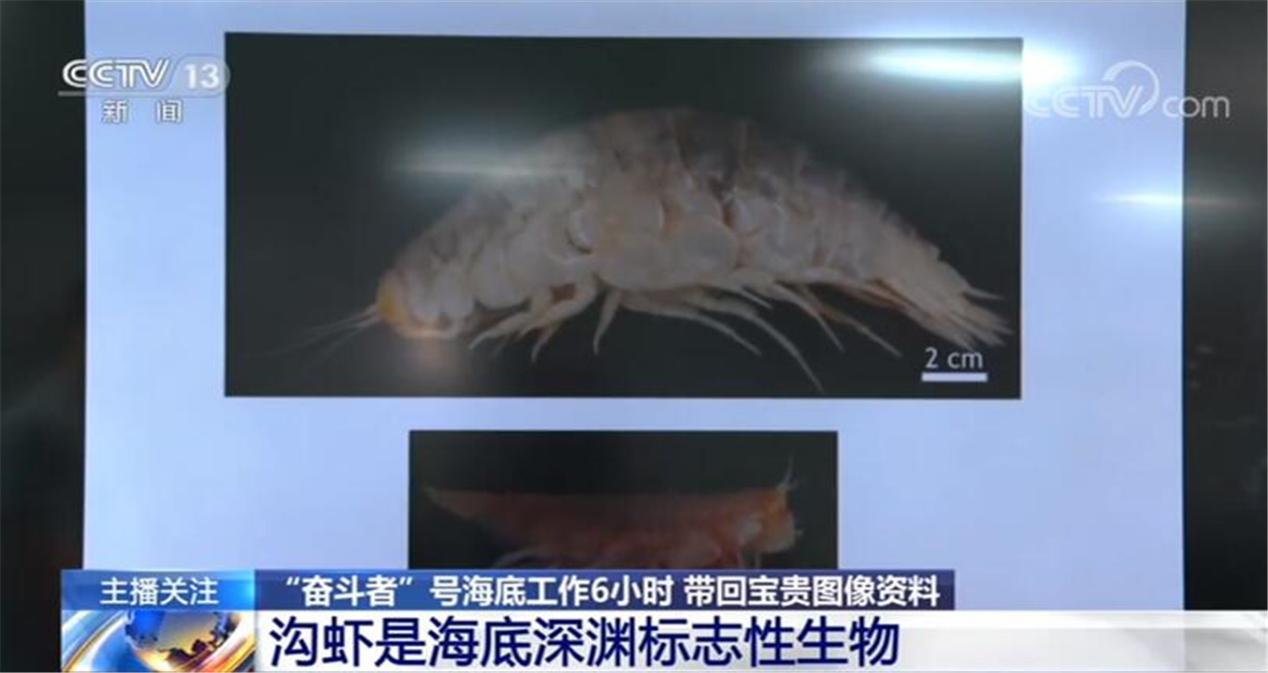 深海100000米以下生物，海底10000米是什么概念？图片