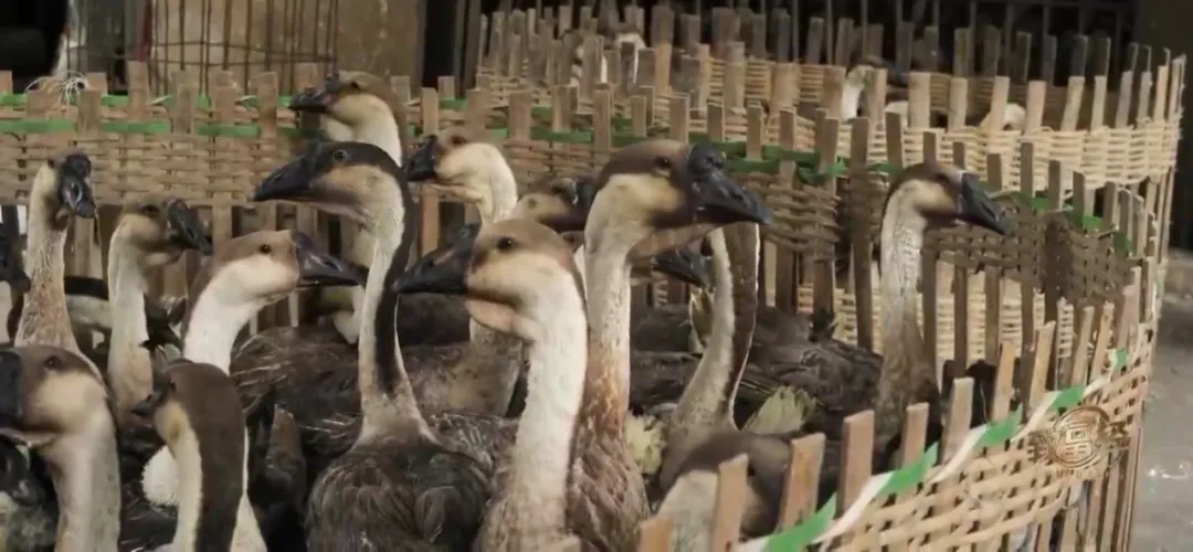 他养鹅养出2000万，咋做到的？