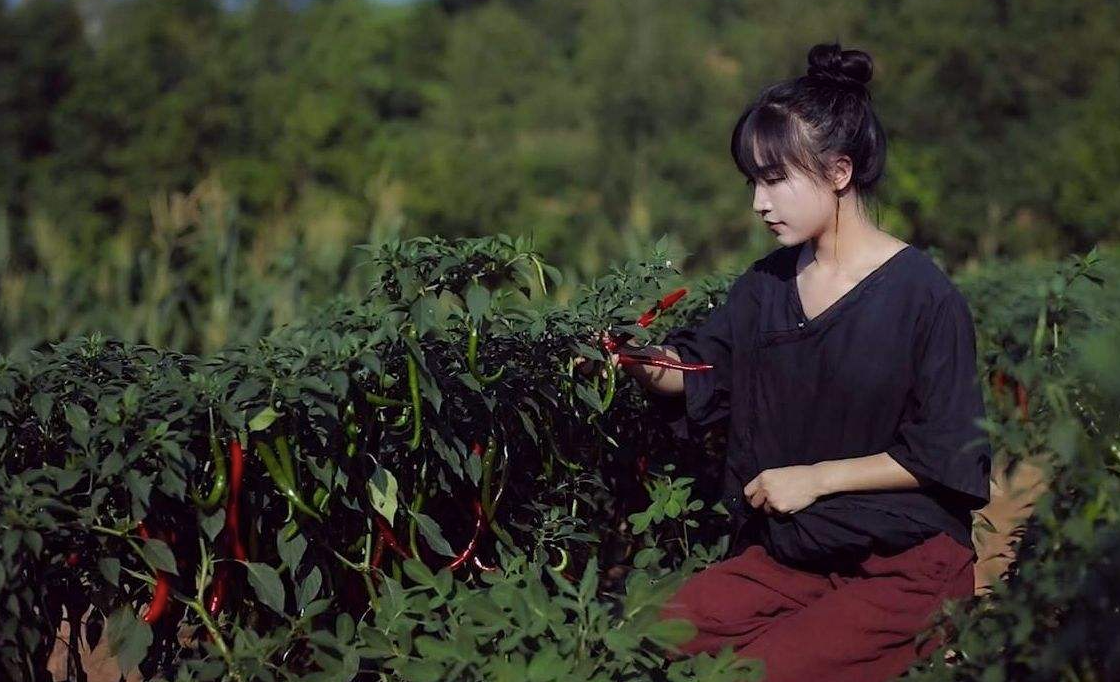 网络水军有偿删帖获刑，李子柒被指拿钱消灾，