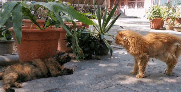 留园网 二十多岁进宫 在紫禁城中撸猫8年 她揭开了不为人知的故宫往事 6park Com