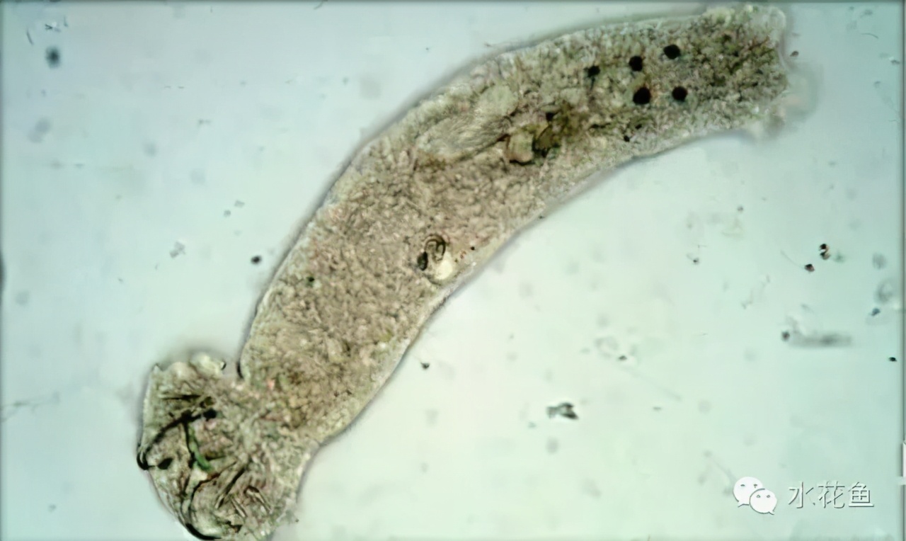 鱼类指环虫病的有效防治方法指环虫生活史简单生命周期短繁殖速度非常