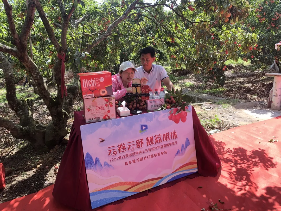 赞!手机变“新农具”,陆丰荔枝果园变“直播间”