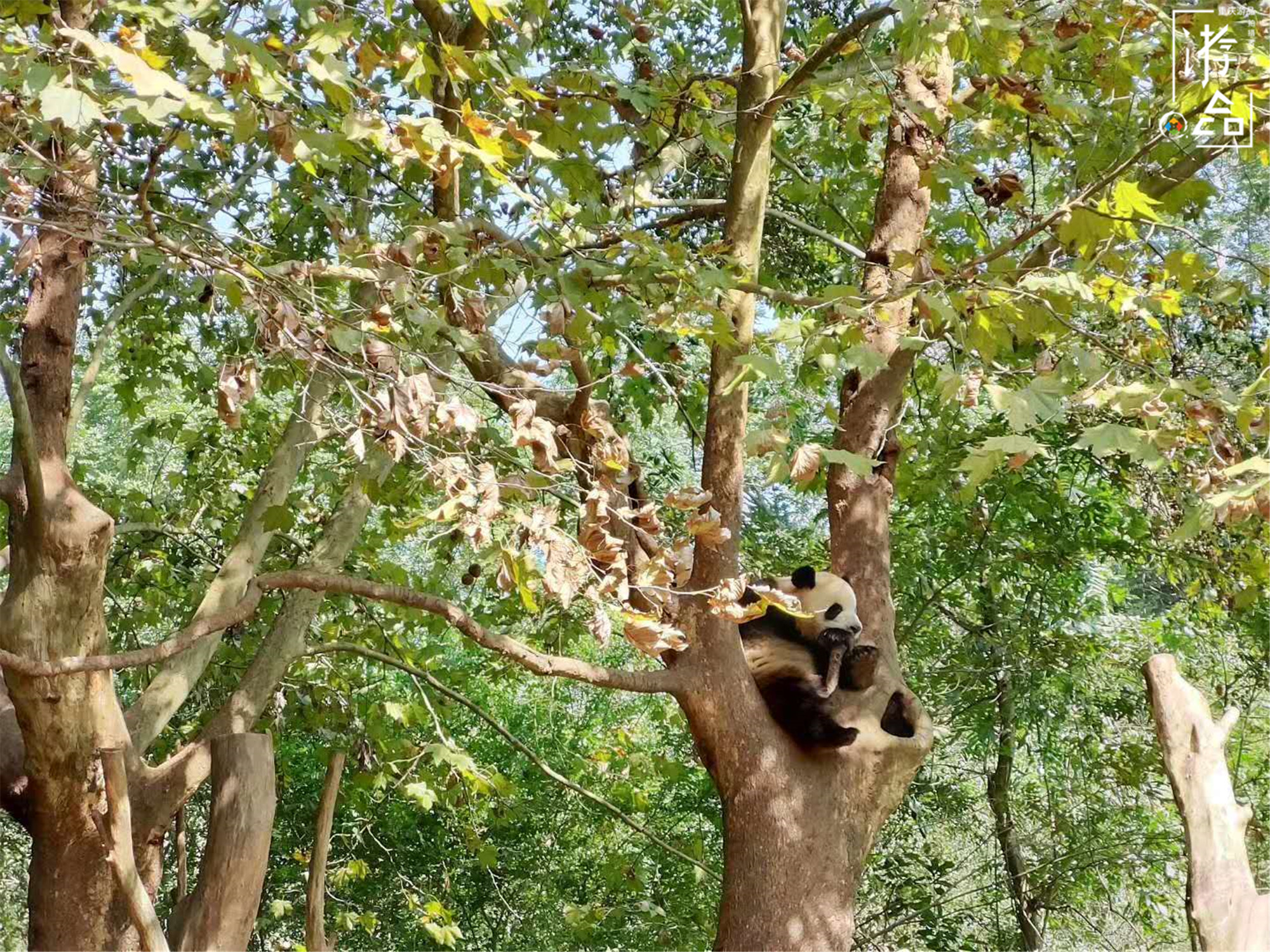 重庆就有大熊猫为何还要去成都看？数量更多规模更大，可爱爆表