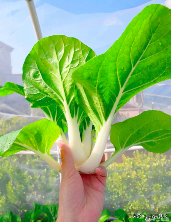 王祖藍曬自家菜園，吸引10萬網友點贊，網友：嚮往的生活太美好了