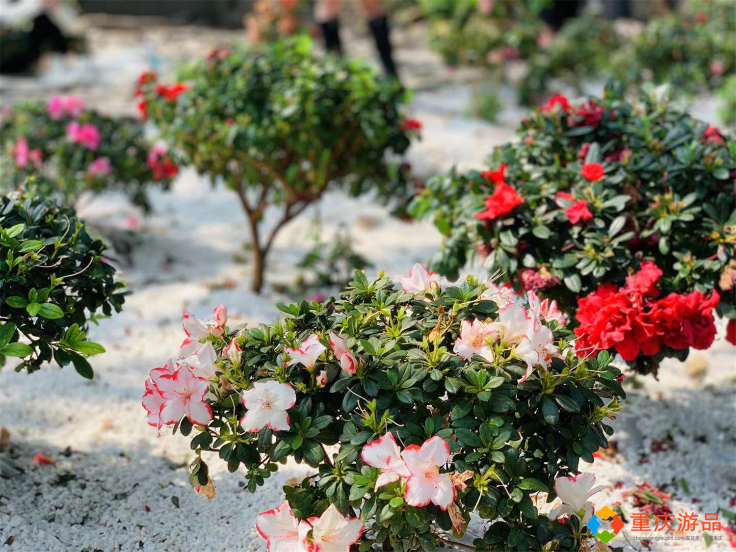 重庆2021年热门打卡地：山城巷法国教堂，废墟之上的望江花园