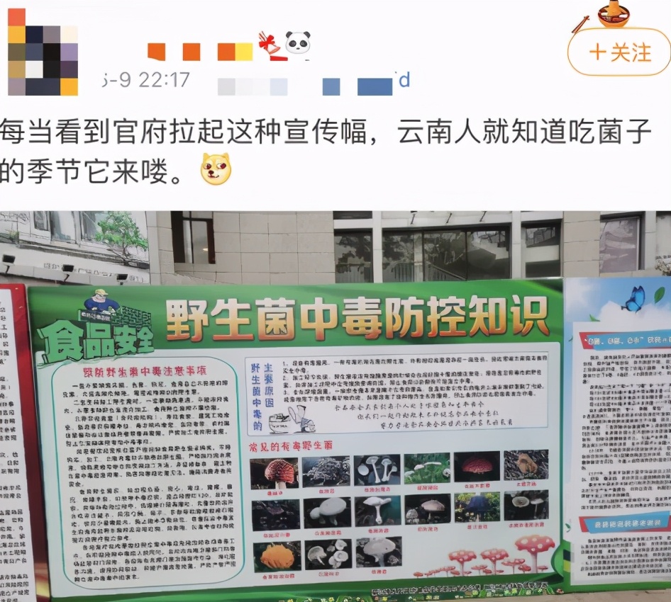 云南人吃菌有多疯狂？年年试毒，年年中毒