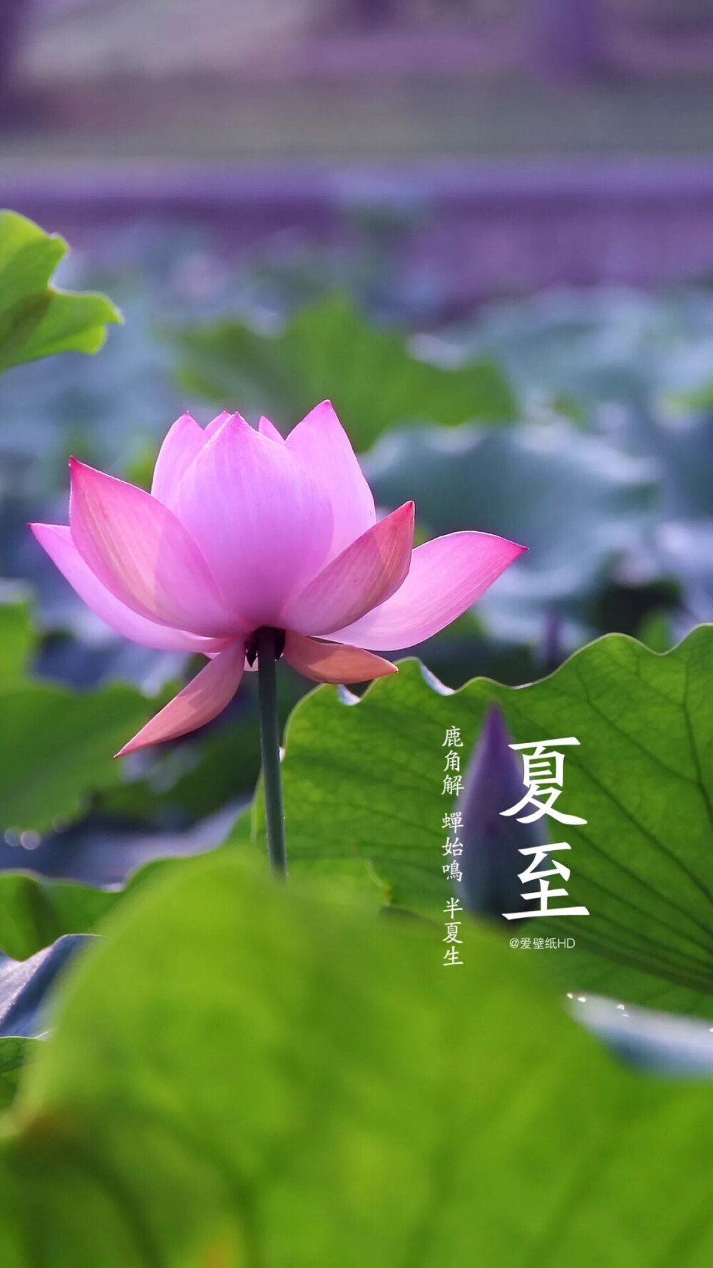 夏至已至 不负时光不负己 超美小诗-第1张图片-非凡网