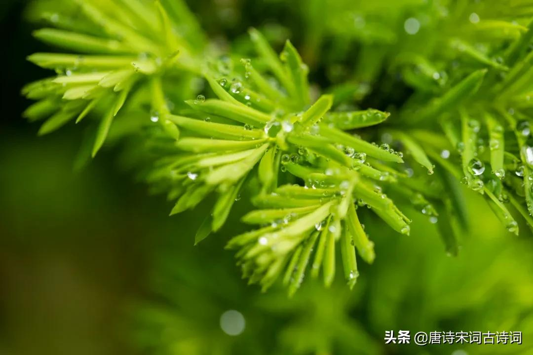 古人的夏天-第4张图片-诗句网