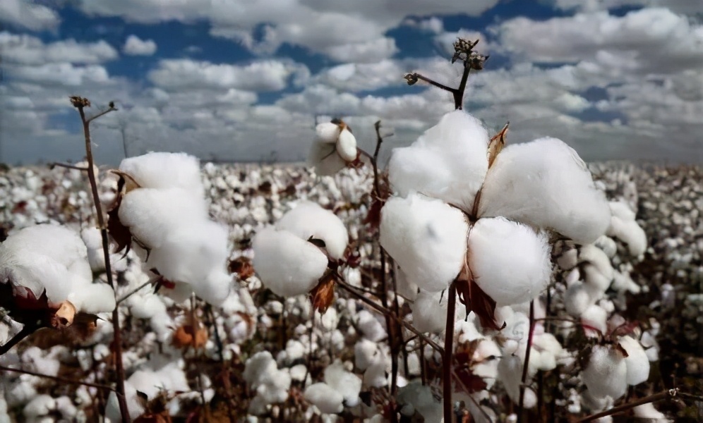 澳总理莫里森喊话中国：谈谈吧，扛不住了？