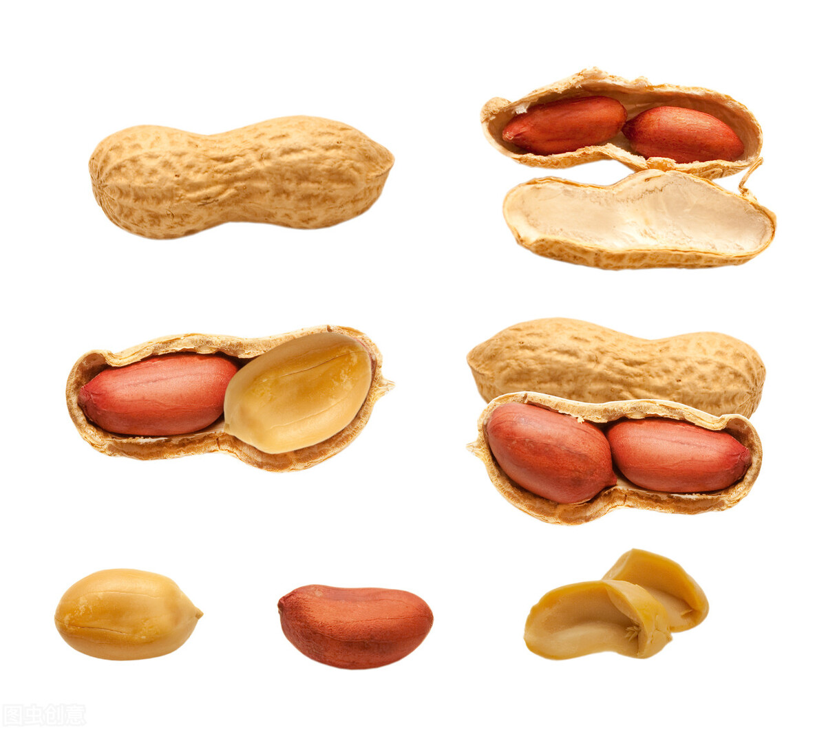 ——花生期货品种