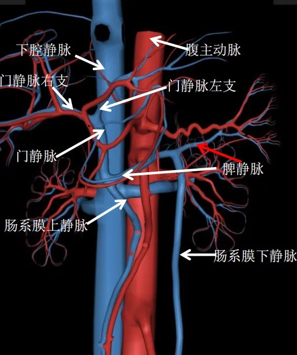 腹部影像学解剖图谱，拿走不谢