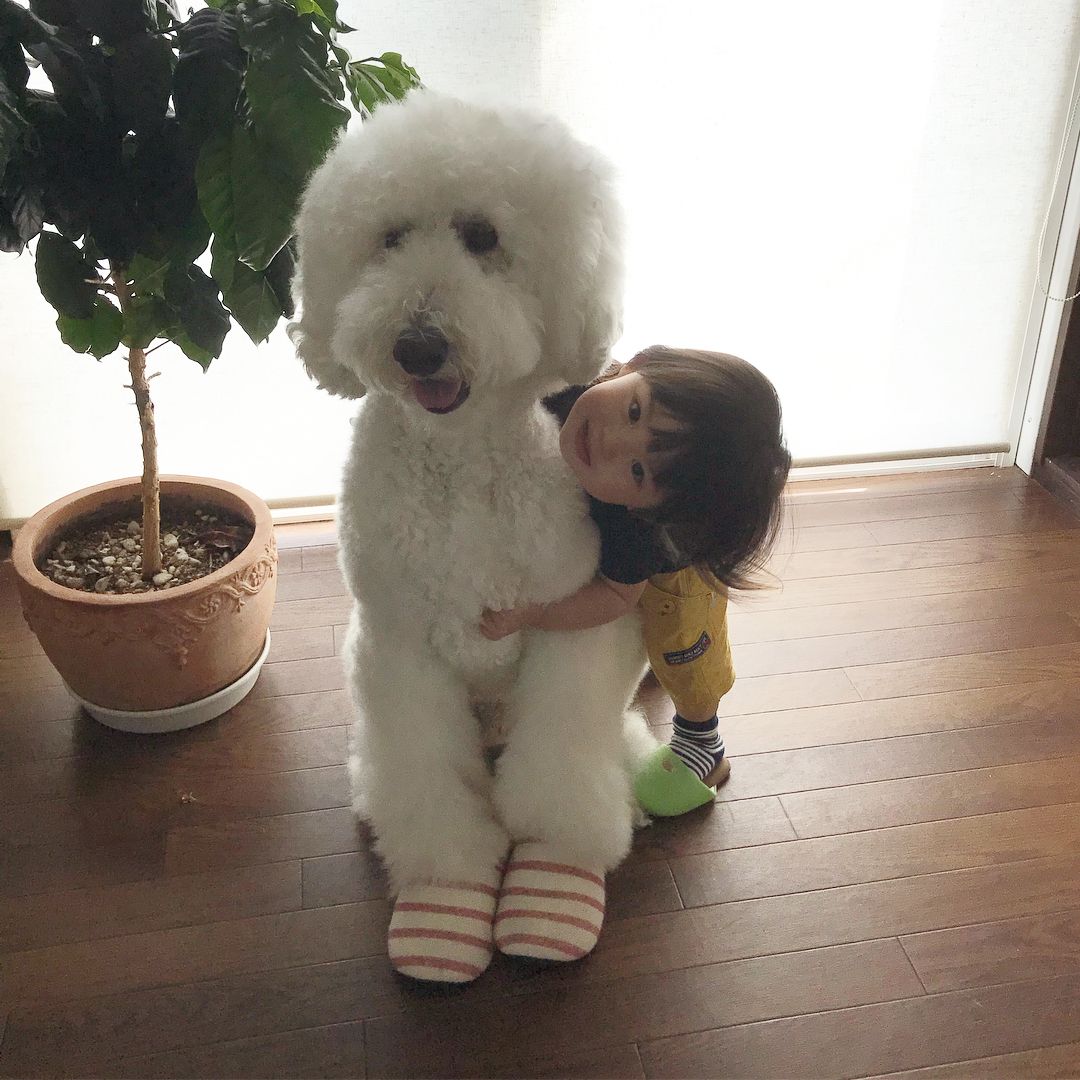 日本老太用贵宾犬给小女孩拍照，结果让你心都融化了