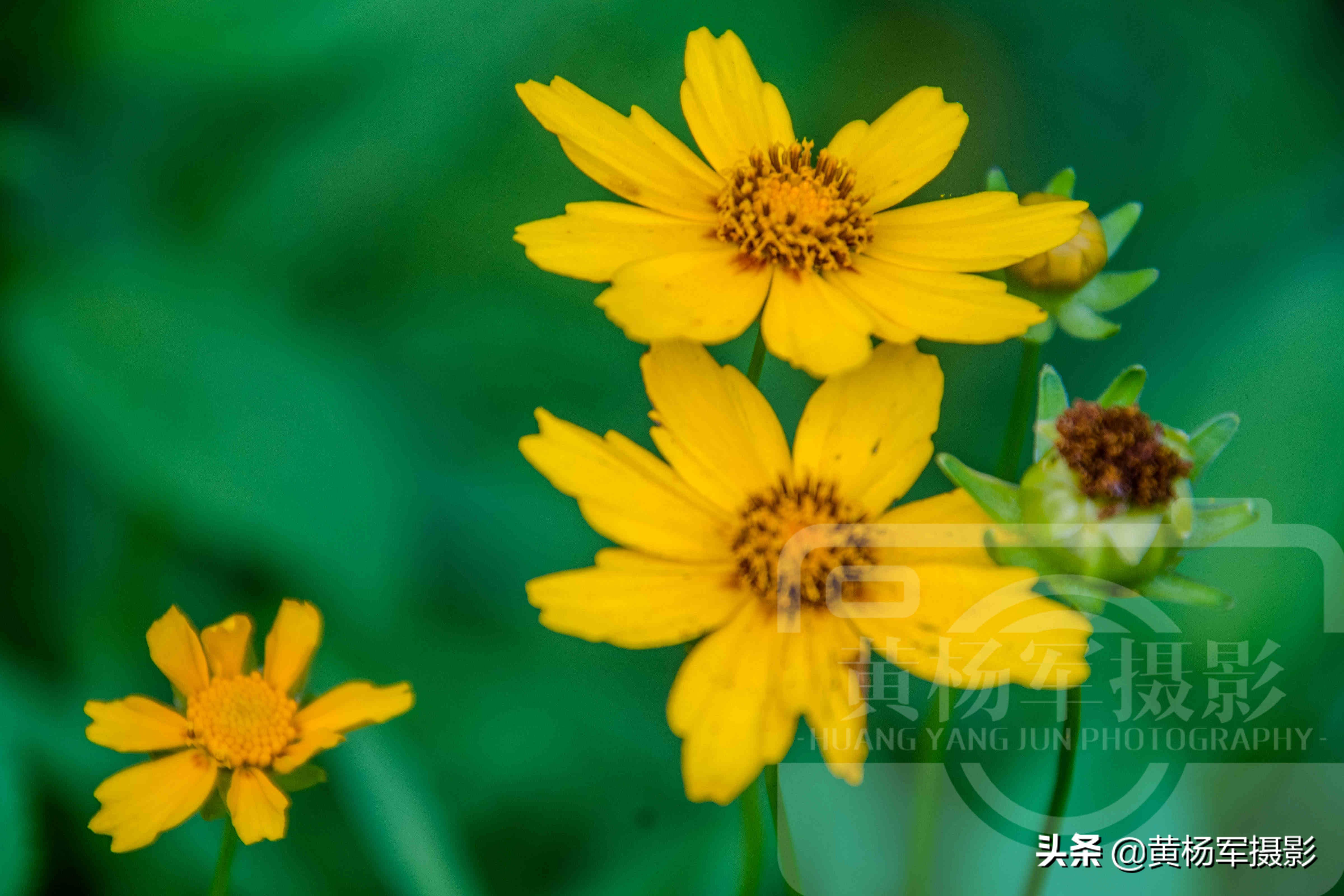 夏日盛开美如画的金鸡菊 金黄的花朵惹人爱 花繁叶茂的菊科植物 酷生活网