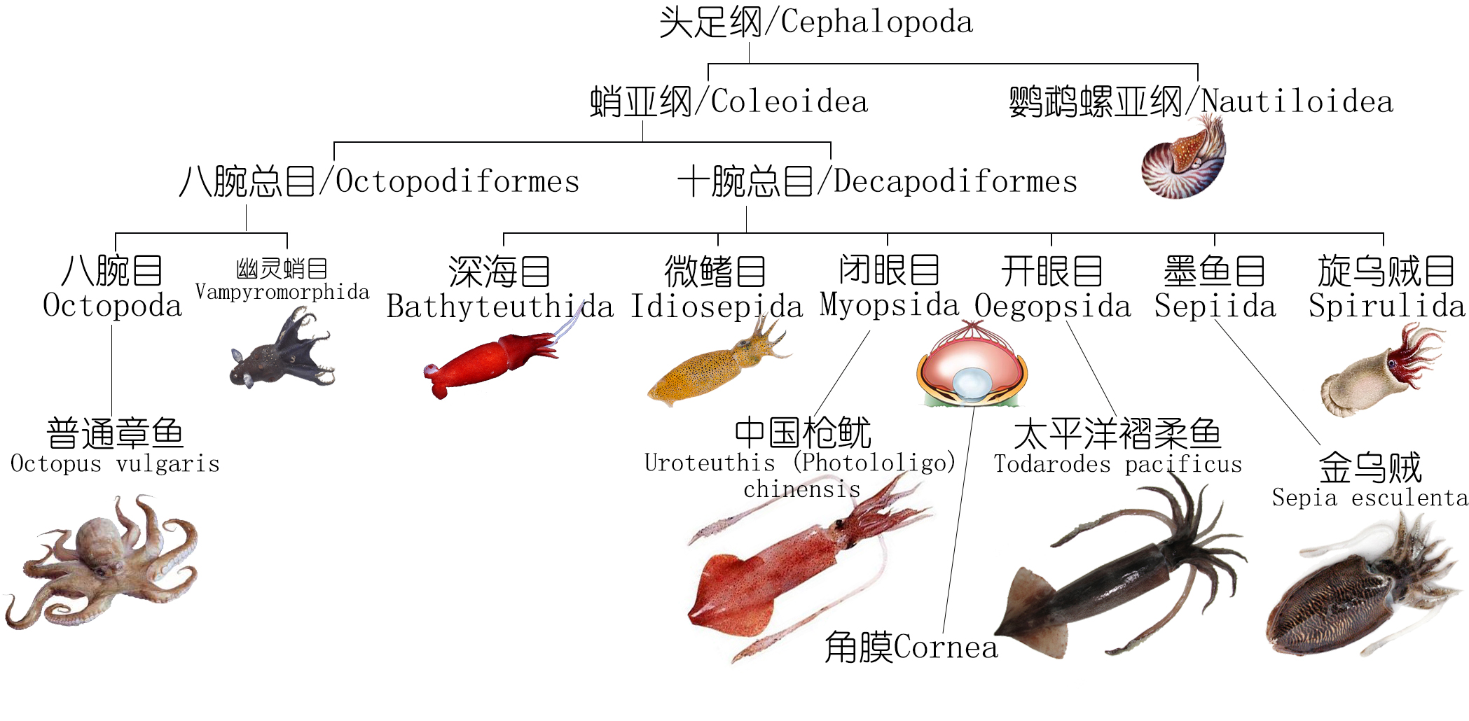 鱿鱼的身体结构图片