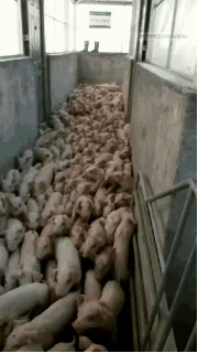 搞笑gif神评：一个人无聊起来什么都做得出来