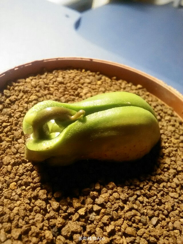 芒果核怎么变成小盆栽，催芽这一步最重要，不然埋土里不生根