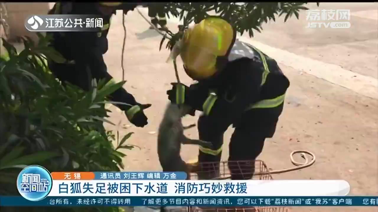 被遗弃白狐困在下水道 消防员用绳结巧妙救援