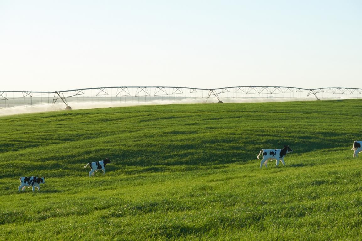 北海牧场入股澳亚牧场双方战略关系全面升级