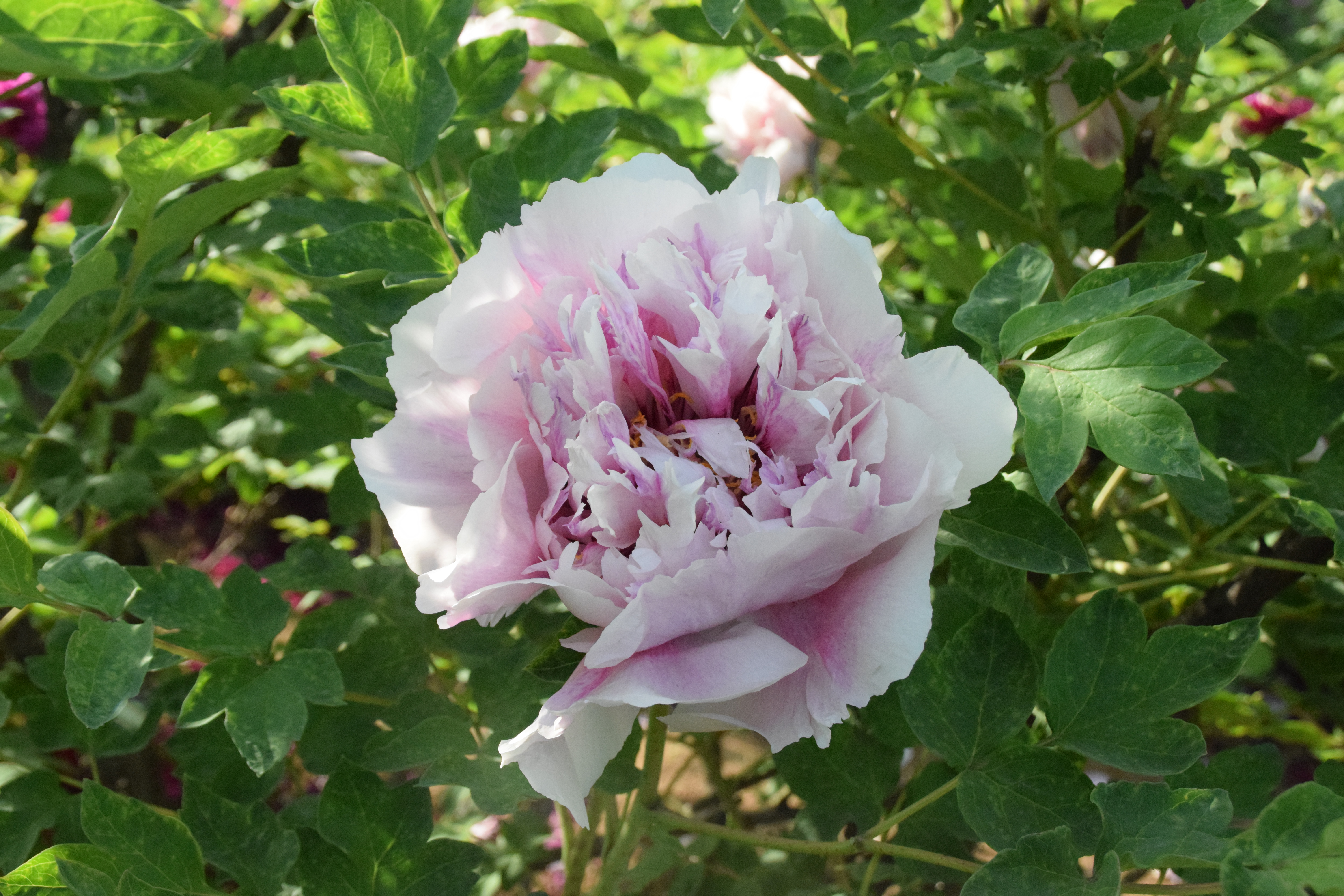 洛陽市隋唐城遺址植物園4月19日花情 隋唐城遺址植物園 Mdeditor