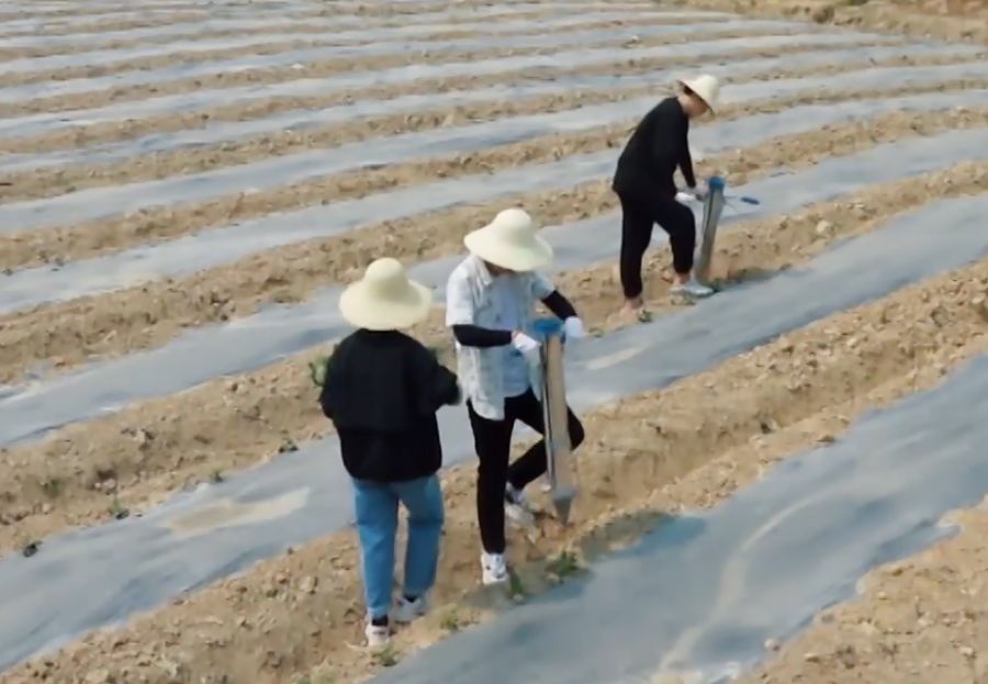 《向往》里嘉宾干活是作秀？镜头拍到张子枫时，是不是真干很明显