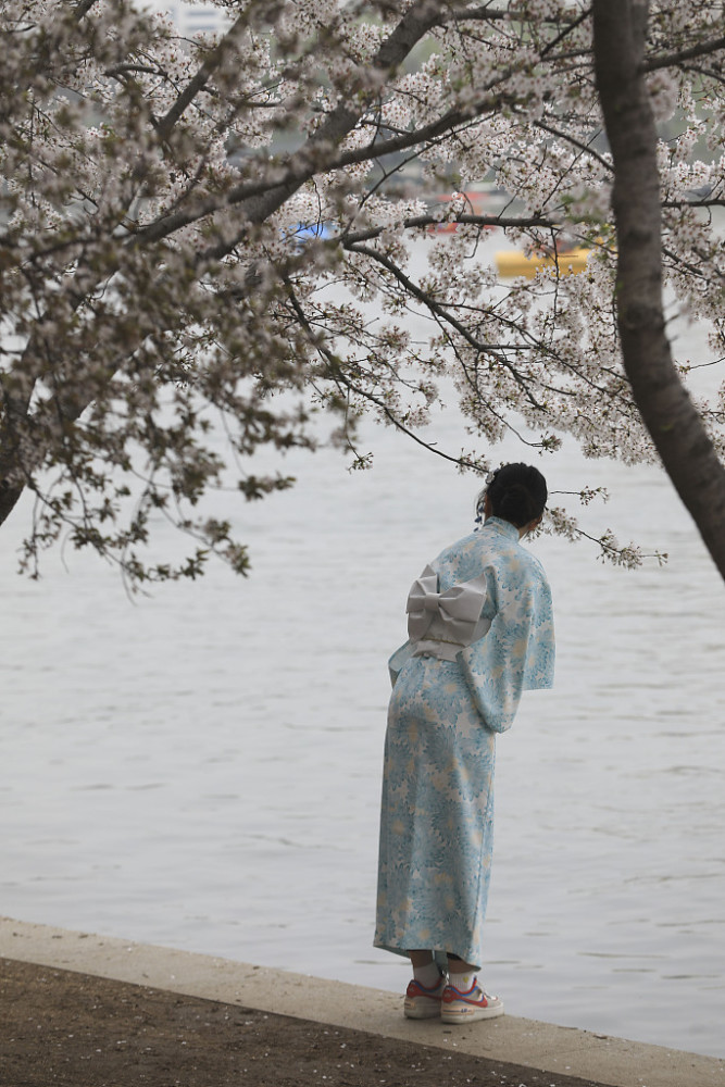 Yang Ying basks in oriental cherry to be patted oneself, pool of Beijing jade deep is admired cherry main forces is crowded explode, or curtilage the Yun Shangying in the home