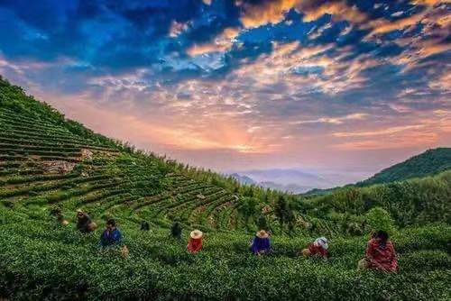 陸桐說茶：美麗的茶區(qū)，五岳之首黃山「茶文化」