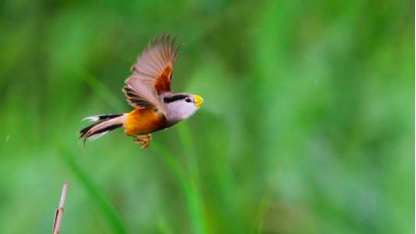 抗日将军吃饭发现一只鸟，立刻停筷，下令战士