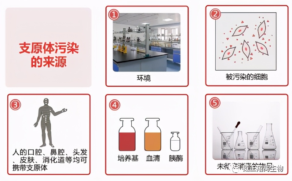 晚期肝癌里程碑“T+A”联合治疗中国患者中位OS达24个月