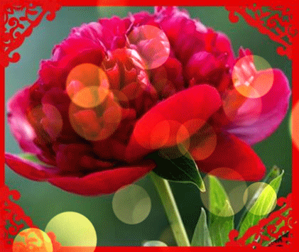 十一|今天正月十一一心一意的祝福 送给群里每一位朋友打开看看吧