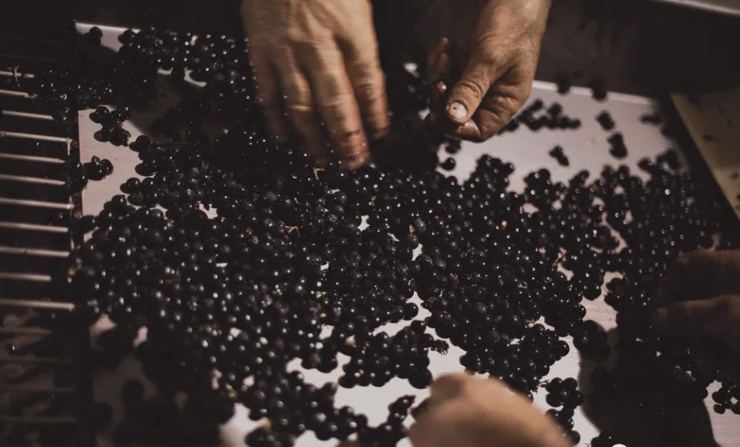 史上最全酿酒全过程详解，建议收藏（多图）