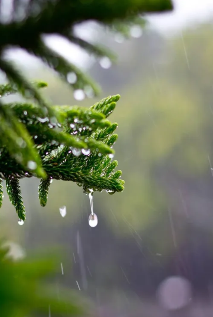 让小雨驱散夏日的炎热-第9张图片-非凡网
