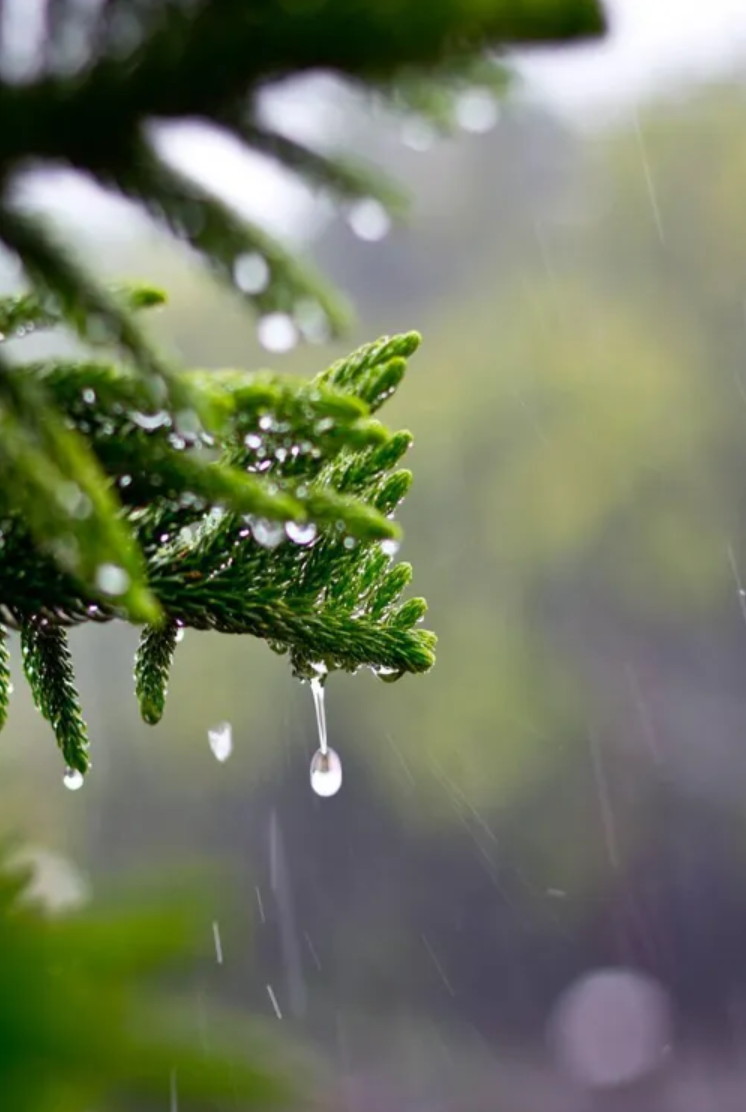 让小雨驱散夏日的炎热-第9张图片-诗句网