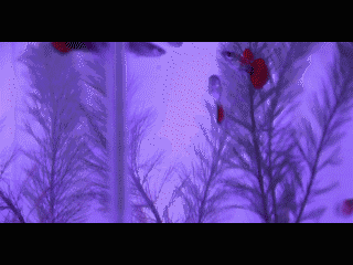 新手养鱼盲操作：汉霸智能懒人桌面小鱼缸，小鱼也不翻肚了