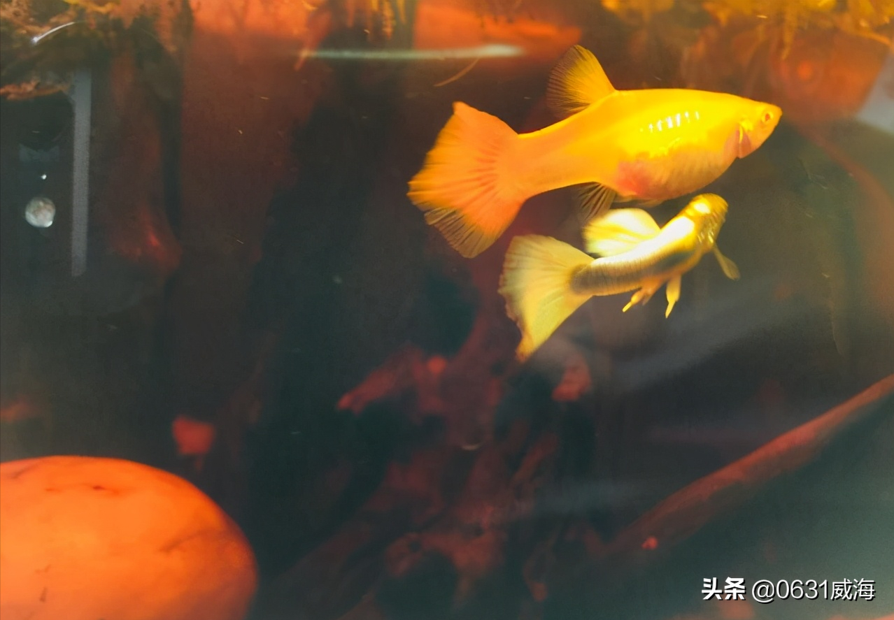 孔雀鱼新鱼入缸小经验 如何让你的孔雀鱼快速适应新环境 0631威海 Mdeditor