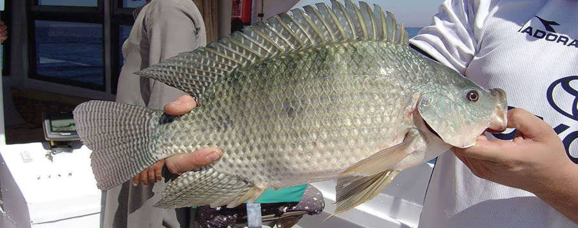 热带鱼类_西南渔业网 水花鱼 水产养殖专业网 渔业行业门户网 西南