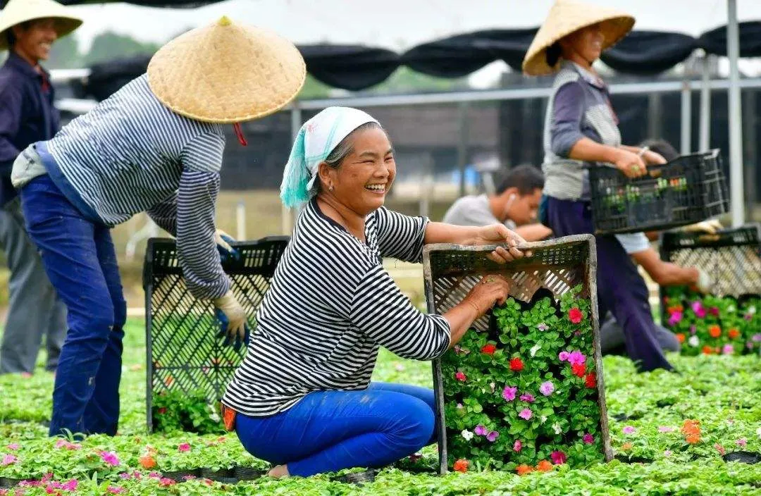 退林還耕即將實(shí)施，對(duì)苗木企業(yè)、苗木經(jīng)紀(jì)人有哪些影響？