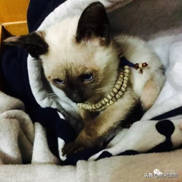 為什么暹羅貓會越長越黑？